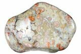 Polished Crazy Lace Agate - Mexico #180552-4